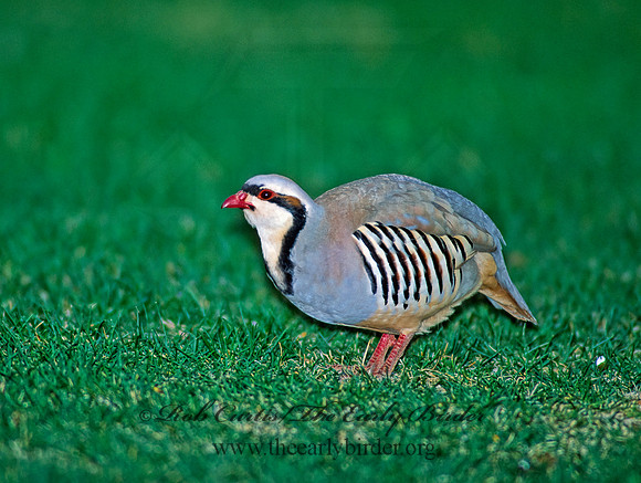 Alectoris chukar  CHUKAR 104803+