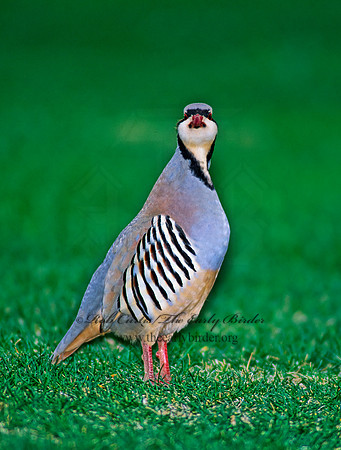 Alectoris chukar  CHUKAR 104805+
