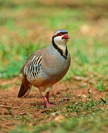 Alectoris chukar  CHUKAR 104630+