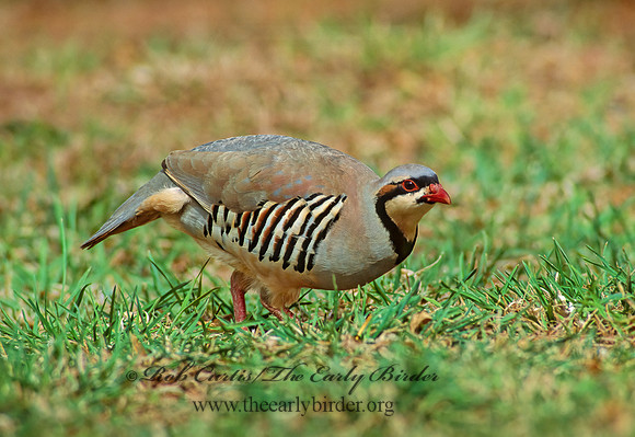 Alectoris chukar  CHUKAR 104631+