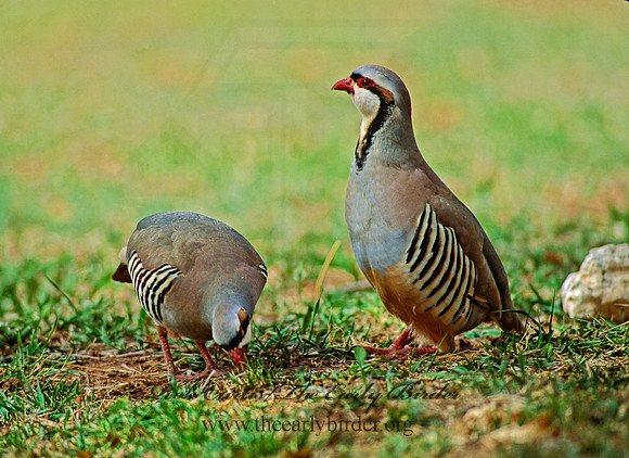 Alectoris chukar  CHUKAR 104606
