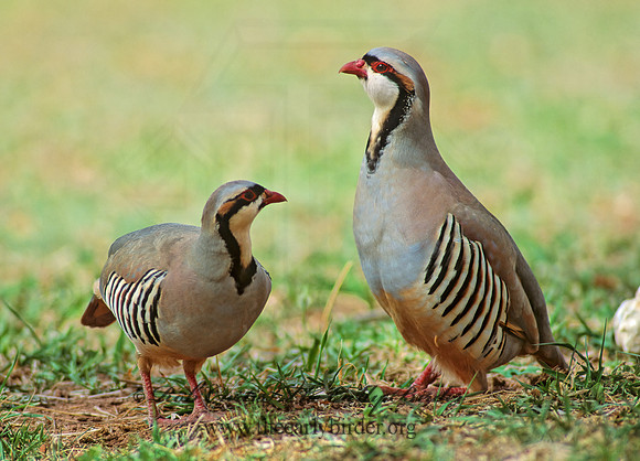 Alectoris chukar  CHUKAR 104611+