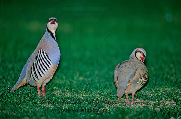 Alectoris chukar  CHUKAR 104807