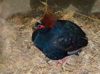 Rollulus roulroul  CRESTED WOOD PARTRIDGE 6018491