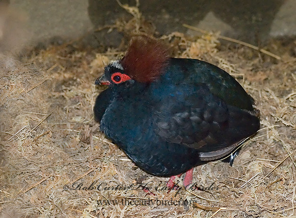 Rollulus roulroul  CRESTED WOOD PARTRIDGE 6018491