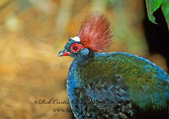 Rollulus roulroul  CRESTED WOOD PARTRIDGE 163411