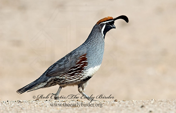 Callipepla gambelii  GAMBEL'S QUAIL 7007017+