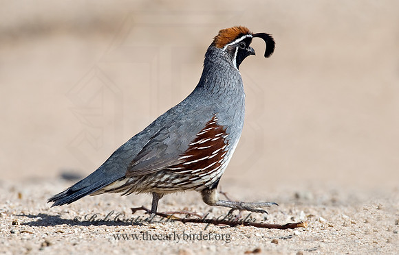 Callipepla gambelii  GAMBEL'S QUAIL 7007045