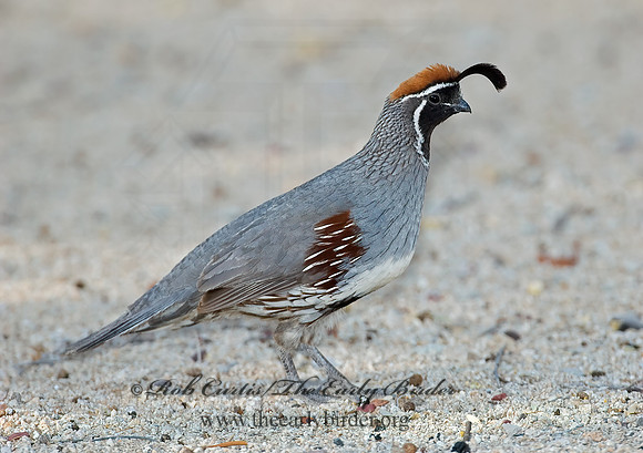 Callipepla gambelii  GAMBEL'S QUAIL 7006902+