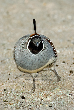 Callipepla gambelii  GAMBEL'S QUAIL 5005214  V+