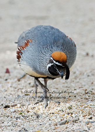 Callipepla gambelii  GAMBEL'S QUAIL 5005232+