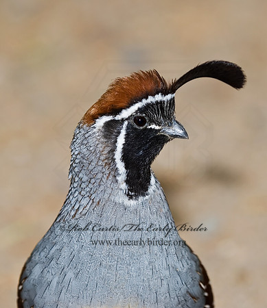 Callipepla gambelii  GAMBEL'S QUAIL 6025541
