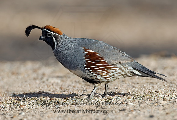 Callipepla gambelii  GAMBEL'S QUAIL 7006952+