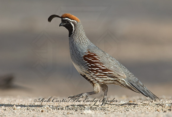 Callipepla gambelii  GAMBEL'S QUAIL 7006956+