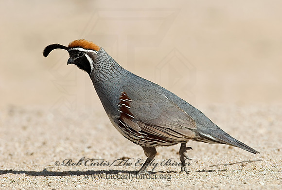 Callipepla gambelii  GAMBEL'S QUAIL 7007020+
