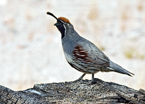 Callipepla gambelii  GAMBEL'S QUAIL 5005224+
