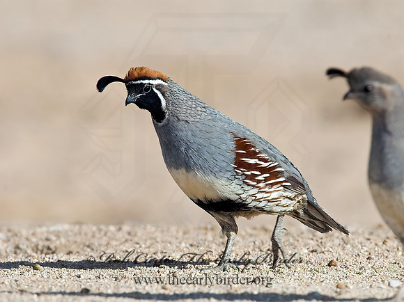 Callipepla gambelii  GAMBEL'S QUAIL 7006974+
