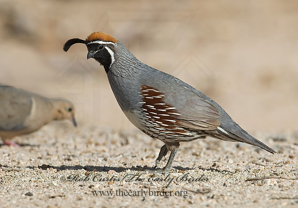 Callipepla gambelii  GAMBEL'S QUAIL 7007009+