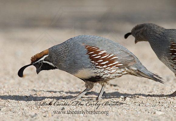 Callipepla gambelii  GAMBEL'S QUAIL 7006987