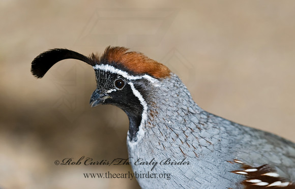 Callipepla gambelii  GAMBEL'S QUAIL 6025542