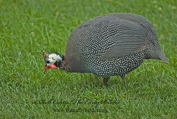 Numida meleagris  HELMETED GUINEA FOWL  5010858+