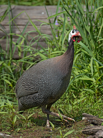 Numida meleagris  HELMETED GUINEA FOWL  9014469+