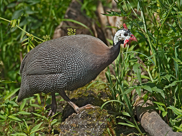 Numida meleagris  HELMETED GUINEA FOWL  9014461+,"1"