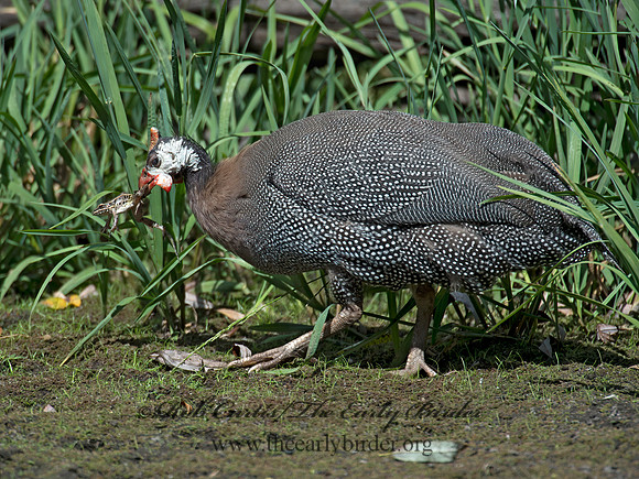 Numida meleagris  HELMETED GUINEA FOWL  9014480+