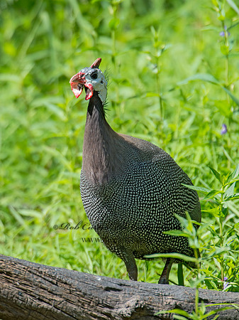 Numida meleagris  HELMETED GUINEA FOWL  9014455+