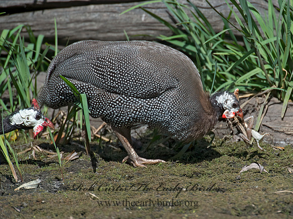 Numida meleagris  HELMETED GUINEA FOWL  9014473+