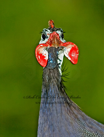 Numida meleagris  HELMETED GUINEA FOWL  5010864+