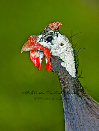 Numida meleagris  HELMETED GUINEA FOWL  5010865+