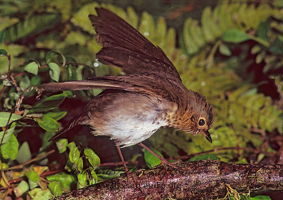 Catharus ustulatus  SWAINSON'S THRUSH 164612z