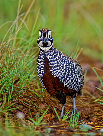 Cyrtonyx montezumae  MONTEZUMA QUAIL 73235-1+