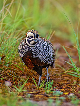 Cyrtonyx montezumae  MONTEZUMA QUAIL 73236-1+
