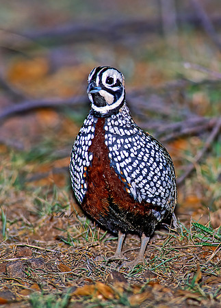 Cyrtonyx montezumae  MONTEZUMA QUAIL 92633+