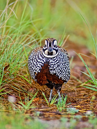 Cyrtonyx montezumae  MONTEZUMA QUAIL 73237-1+