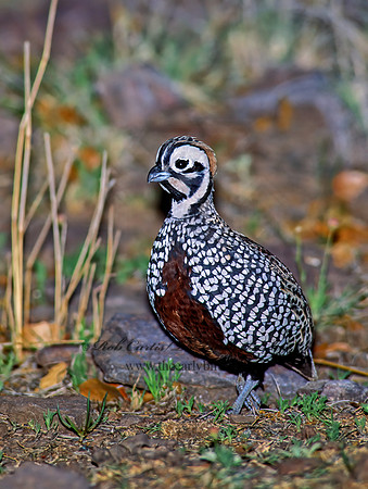 Cyrtonyx montezumae  MONTEZUMA QUAIL 92636+