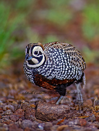 Cyrtonyx montezumae  MONTEZUMA QUAIL 73231-1+
