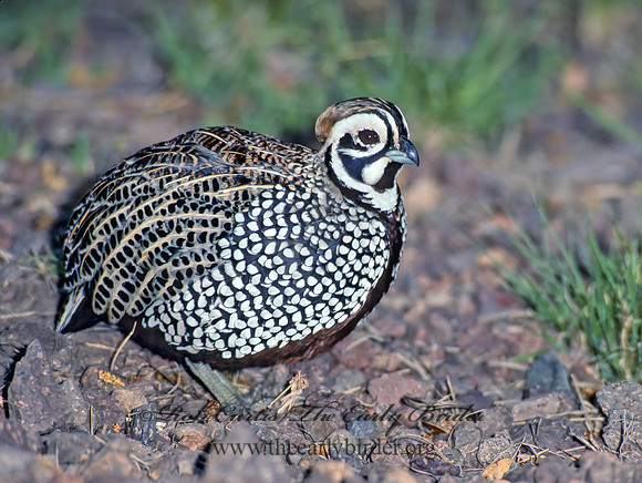Cyrtonyx montezumae  MONTEZUMA QUAIL 73125+