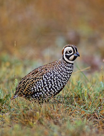 Cyrtonyx montezumae  MONTEZUMA QUAIL 73218-1+