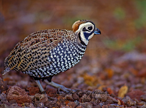 Cyrtonyx montezumae  MONTEZUMA QUAIL 73226-1+