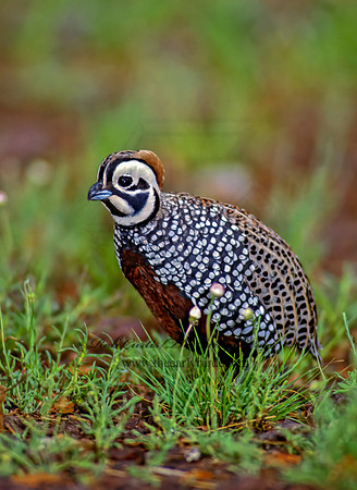 Cyrtonyx montezumae  MONTEZUMA QUAIL 73228-1+