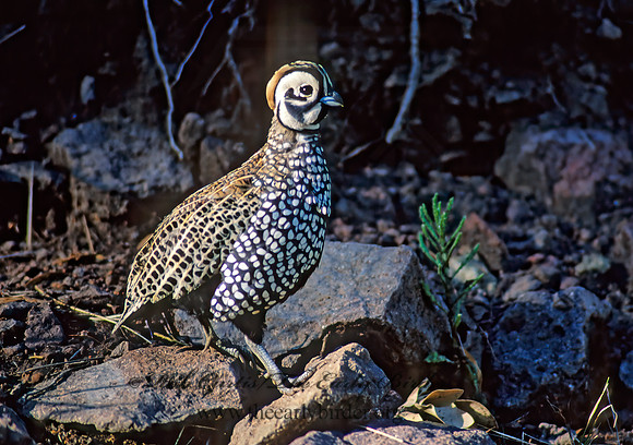 Cyrtonyx montezumae  MONTEZUMA QUAIL 57503+