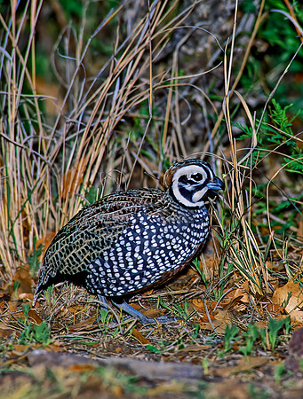 Cyrtonyx montezumae  MONTEZUMA QUAIL 92624+