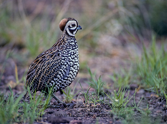 Cyrtonyx montezumae  MONTEZUMA QUAIL 73101+