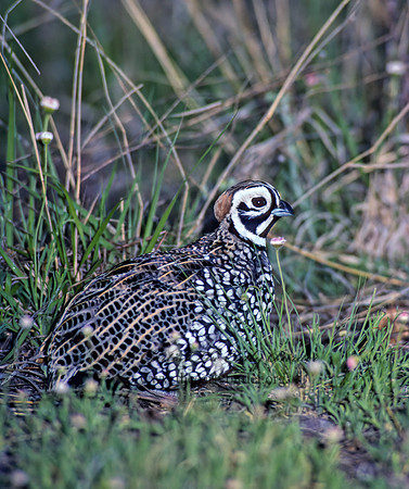 Cyrtonyx montezumae  MONTEZUMA QUAIL 73112+
