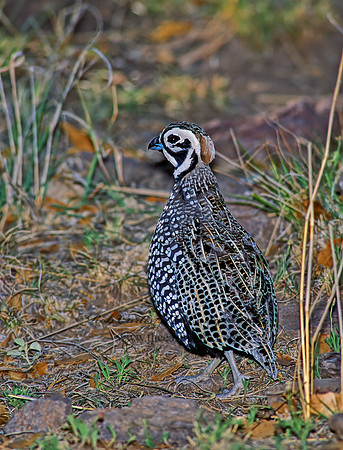 Cyrtonyx montezumae  MONTEZUMA QUAIL 92617+