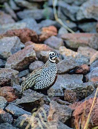 Cyrtonyx montezumae  MONTEZUMA QUAIL 57508+