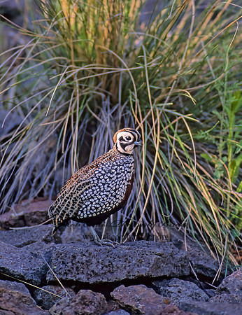 Cyrtonyx montezumae  MONTEZUMA QUAIL 57514+